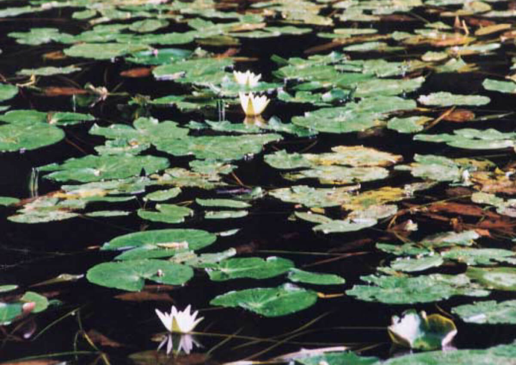 池に咲くヒツジグサ（スイレン科）（撮影：高鈴県立自然公園）